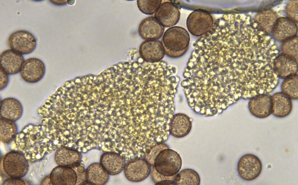 Physarum lateritium?